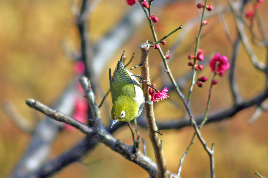 ウメの木に来た鳥のスナップ